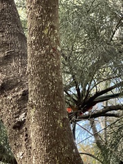 Alisterus scapularis