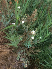 Argemone munita