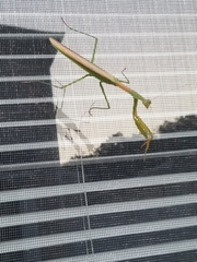 Tenodera angustipennis