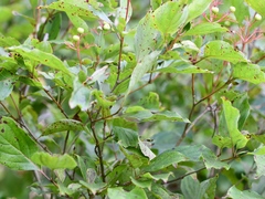 Cornus racemosa