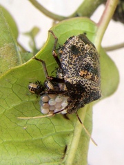 Antiteuchus mixtus