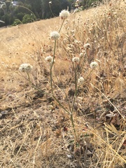 Eriogonum nudum auriculatum
