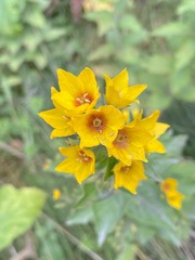 Lysimachia punctata