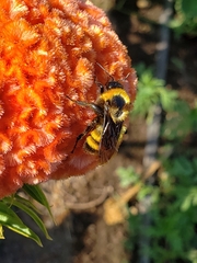 Bombus sonorus