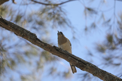 Cracticus nigrogularis