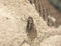Symphoromyia