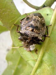 Antiteuchus mixtus