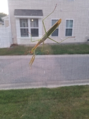 Tenodera angustipennis