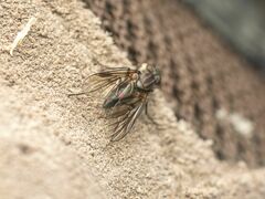 Symphoromyia