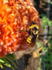Bombus sonorus