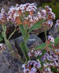 Limonium imbricatum