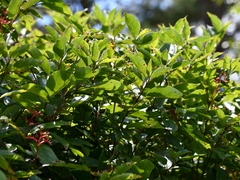 Cornus racemosa