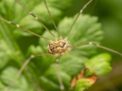 Nelima