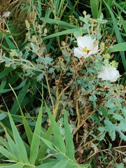 Argemone munita