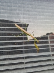Tenodera angustipennis