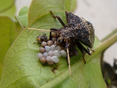 Antiteuchus mixtus