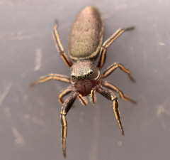 Tutelina