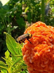 Bombus sonorus