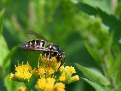 Dolichovespula arenaria
