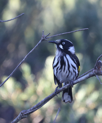 Phylidonyris novaehollandiae