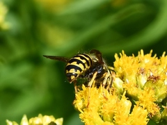 Dolichovespula arenaria