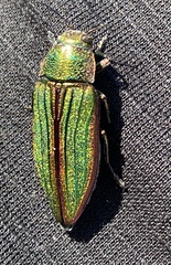 Buprestis aurulenta