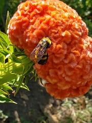 Bombus sonorus