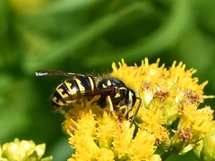 Dolichovespula arenaria