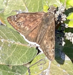 Erynnis funeralis