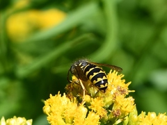 Dolichovespula arenaria