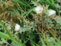 Argemone munita
