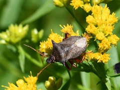 Picromerus bidens