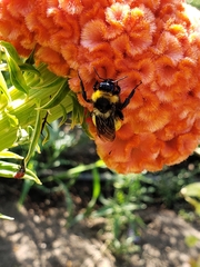 Bombus sonorus