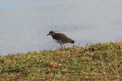 Vanellus chilensis