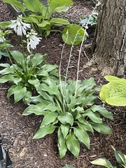 Hosta