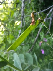 Lathyrus pisiformis