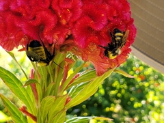 Bombus sonorus