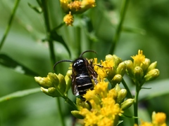 Dolichovespula arctica