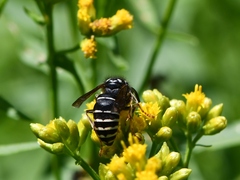 Dolichovespula arctica