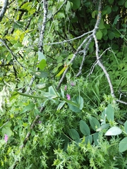 Lathyrus pisiformis
