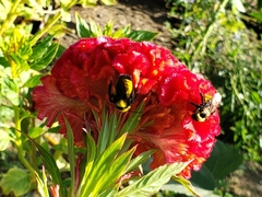 Bombus sonorus
