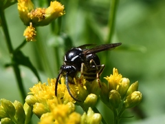 Dolichovespula arctica