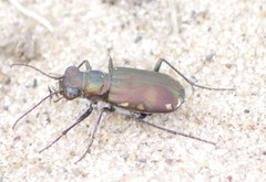 Cicindela scutellaris lecontei