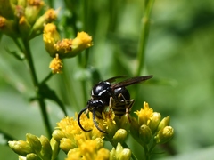 Dolichovespula arctica