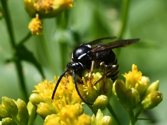Dolichovespula arctica