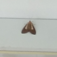 Asota