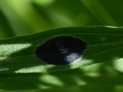 Asteromyia euthamiae
