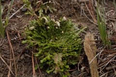Selaginella pallescens