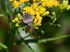 Heteroptera