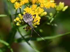 Heteroptera